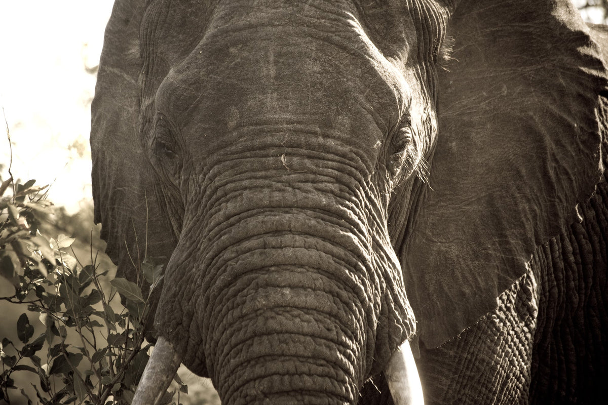 Africa