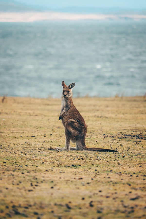 Australasia